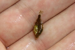 Monacanthus ciliatus