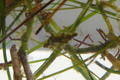 Monacanthus ciliatus