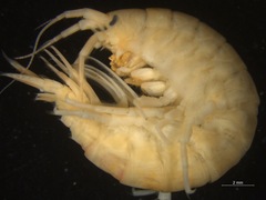 Gammarus setosus