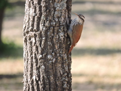 Lepidocolaptes angustirostris