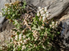 Ageratina