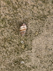 Bulimulus guadalupensis