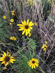 Coreopsis pulchra