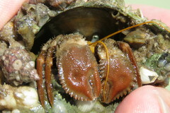 Pagurus impressus