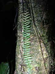 Marcgraviaceae