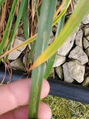Ophiomyia kwansonis