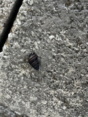 Bulimulus guadalupensis