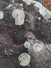 Dimelaena