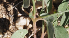 Euphorbia abramsiana