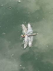 Pantala hymenaea
