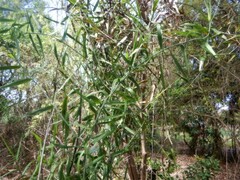 Flagellaria indica
