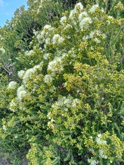 Melaleuca brevifolia