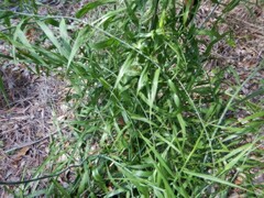 Flagellaria indica