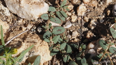 Euphorbia abramsiana