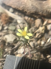 Chaetanthera moenchioides