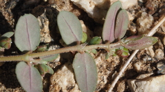 Euphorbia abramsiana