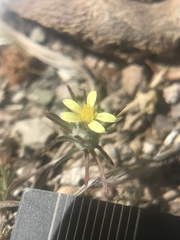 Chaetanthera moenchioides