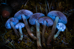 Hebeloma sacchariolens