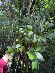 Coccoloba microstachya