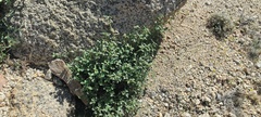 Ayenia compacta