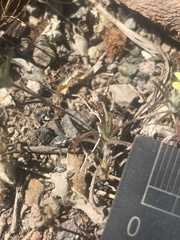 Chaetanthera moenchioides