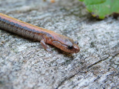 Plethodon