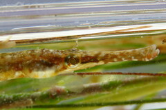 Syngnathus floridae
