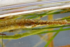 Syngnathus floridae