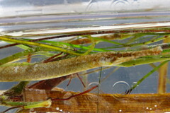Syngnathus floridae