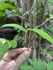 Coccoloba microstachya