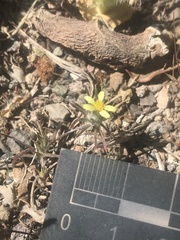 Chaetanthera moenchioides