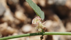 Ayenia compacta