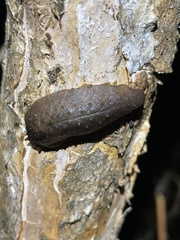 Pseudaneitea