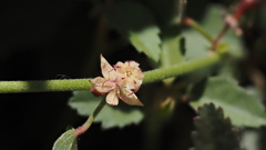 Ayenia compacta