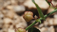 Ayenia compacta