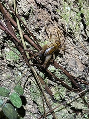 Talitropsis