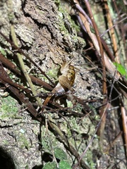 Talitropsis