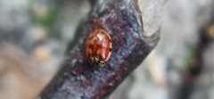 Harmonia quadripunctata