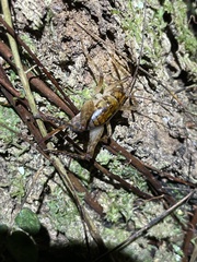 Talitropsis