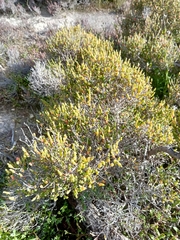 Tecticornia arbuscula