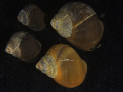 Littorina