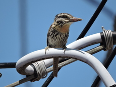 Nystalus maculatus