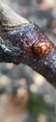 Harmonia quadripunctata