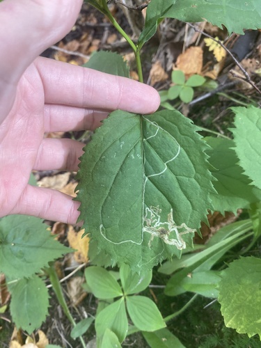 Ophiomyia maura photo 4