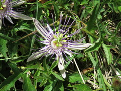 Passiflora karwinskii