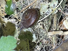 Thalassohelix igniflua