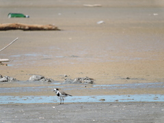 Charadrius falklandicus