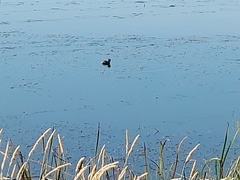 Podilymbus podiceps