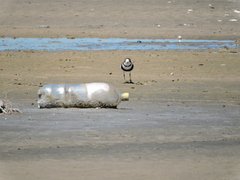 Charadrius falklandicus