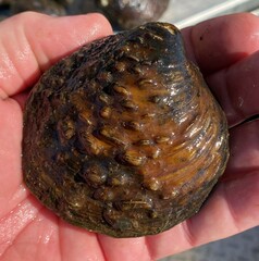 Cyclonaias tuberculata